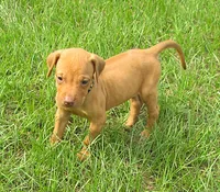 Black female, a female Rhodesian Ridgeback for sale in Palestine, TX – 1 of 4