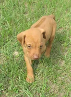 Black female, a female Rhodesian Ridgeback for sale in Palestine, TX – 2 of 4
