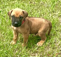 Red male, a male Rhodesian Ridgeback for sale in Palestine, TX – 2 of 4