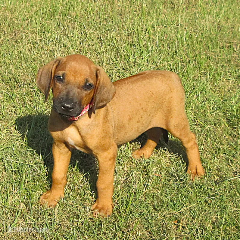Red female – Rhodesian Ridgeback puppy for sale in Palestine, TX