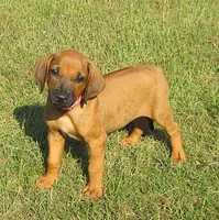 Red female, a female Rhodesian Ridgeback for sale in Palestine, TX – 1 of 3