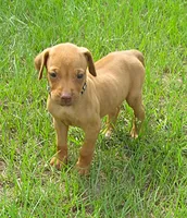 Black female, a female Rhodesian Ridgeback for sale in Palestine, TX – 3 of 4