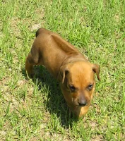 Belle's girl, a female Rhodesian Ridgeback for sale in Palestine, TX – 3 of 5