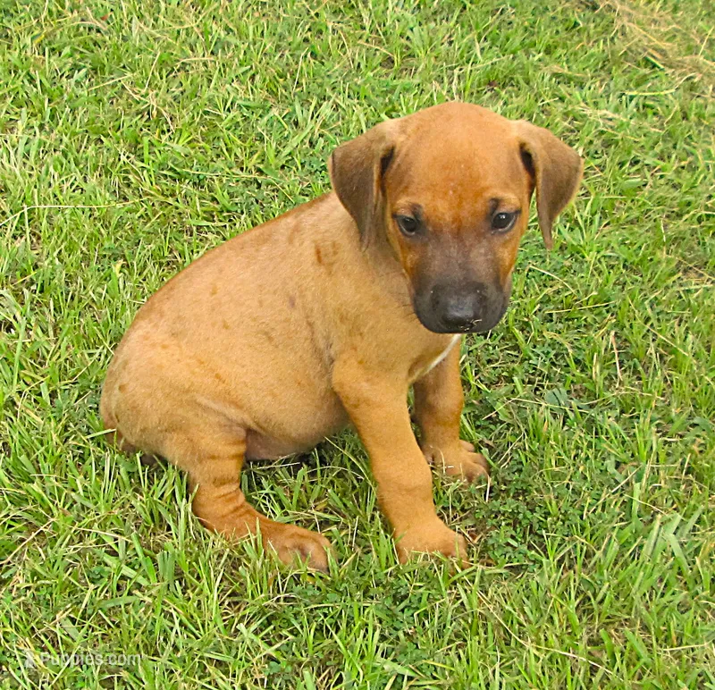 Orange male – Rhodesian Ridgeback puppy for sale in Palestine, TX