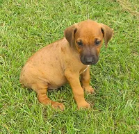 Orange male, a male Rhodesian Ridgeback for sale in Palestine, TX – 1 of 3