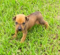Purple  female, a female Rhodesian Ridgeback for sale in Palestine, TX – 2 of 3