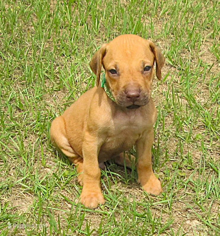 Green male – Rhodesian Ridgeback puppy for sale in Palestine, TX