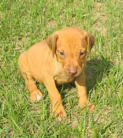 Orange female, a female Rhodesian Ridgeback for sale in Palestine, TX – 2 of 4