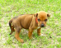 Red male, a male Rhodesian Ridgeback for sale in Palestine, TX – 2 of 4