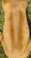 Light green female, a female Rhodesian Ridgeback for sale in Palestine, TX – 3 of 3