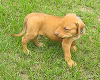blue male, a male Rhodesian Ridgeback for sale in Palestine, TX – 2 of 3