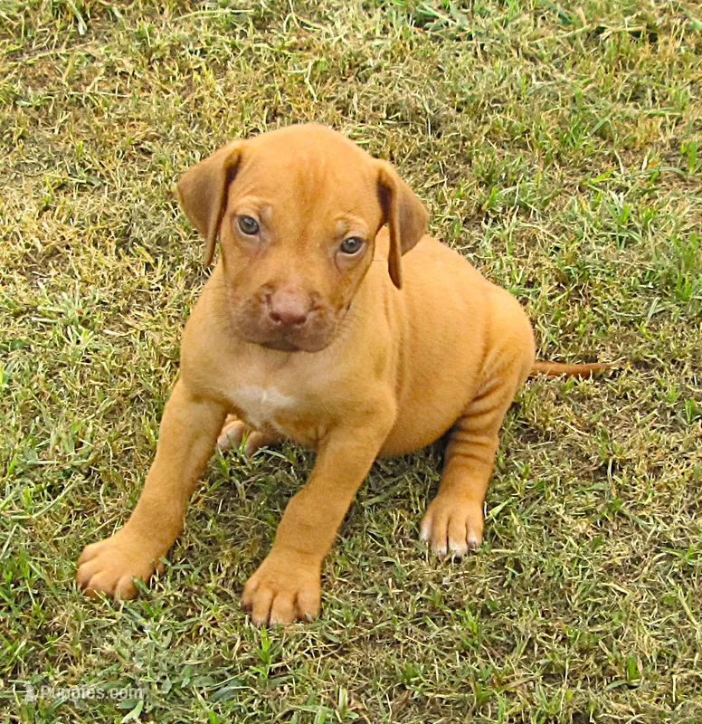 Black female – Rhodesian Ridgeback puppy for sale in Palestine, TX