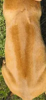 Orange female, a female Rhodesian Ridgeback for sale in Palestine, TX – 3 of 3