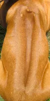 Sersi's girl, a female Rhodesian Ridgeback for sale in Palestine, TX – 4 of 4