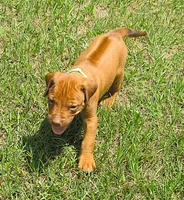 Light green male, a male Rhodesian Ridgeback for sale in Palestine, TX – 2 of 3