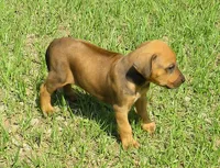 Belle's girl, a female Rhodesian Ridgeback for sale in Palestine, TX – 4 of 5