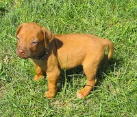 Brown female, a female Rhodesian Ridgeback for sale in Palestine, TX – 2 of 4