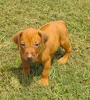 Green female, a female Rhodesian Ridgeback for sale in Palestine, TX – 3 of 4