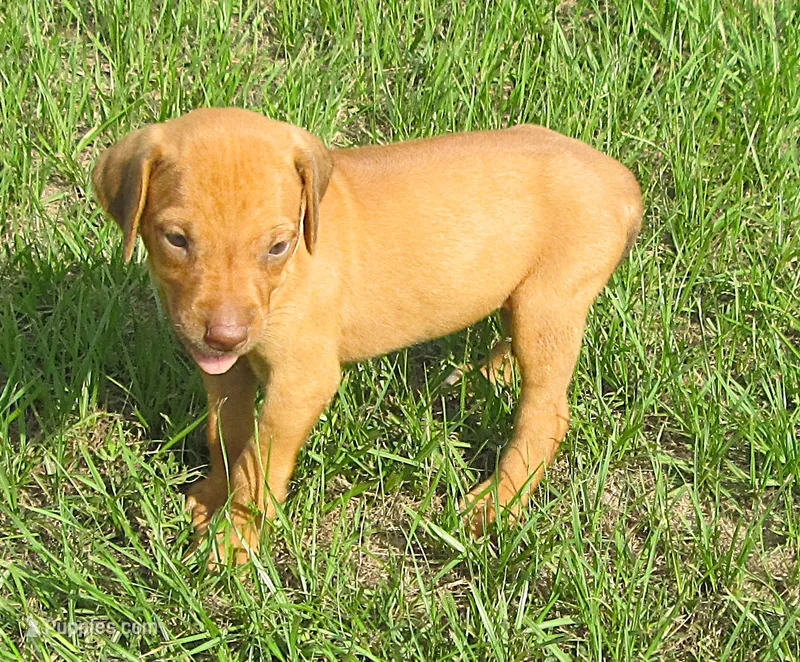 Orange female – Rhodesian Ridgeback puppy for sale in Palestine, TX