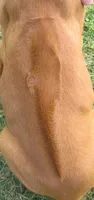 Lily's boy, a male Rhodesian Ridgeback for sale in Palestine, TX – 3 of 3