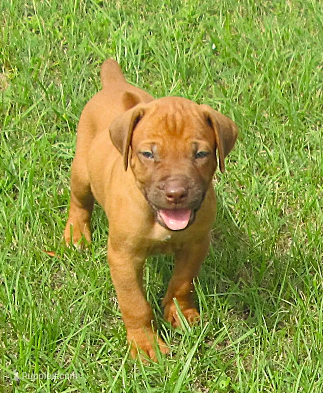 Black male – Rhodesian Ridgeback puppy for sale in Palestine, TX