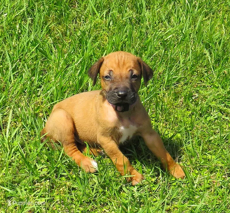 Purple female – Rhodesian Ridgeback puppy for sale in Palestine, TX