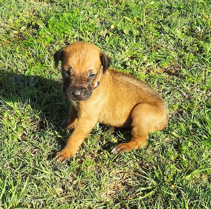 Purple female – Rhodesian Ridgeback puppy for sale in Palestine, TX