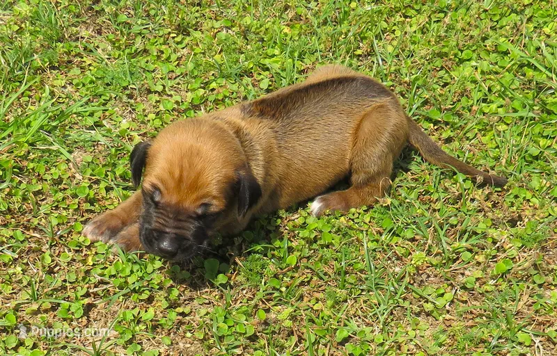 Purple female – Rhodesian Ridgeback puppy for sale in Palestine, TX