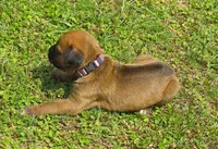 Purple female, a female Rhodesian Ridgeback for sale in Palestine, TX – Photo 2 of 4