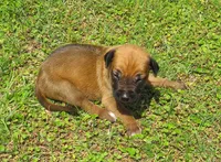 Purple female, a female Rhodesian Ridgeback for sale in Palestine, TX – Photo 3 of 4