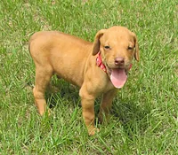Red male, a male Rhodesian Ridgeback for sale in Palestine, TX – 2 of 3