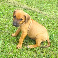 Orange male, a male Rhodesian Ridgeback for sale in Palestine, TX – 2 of 3