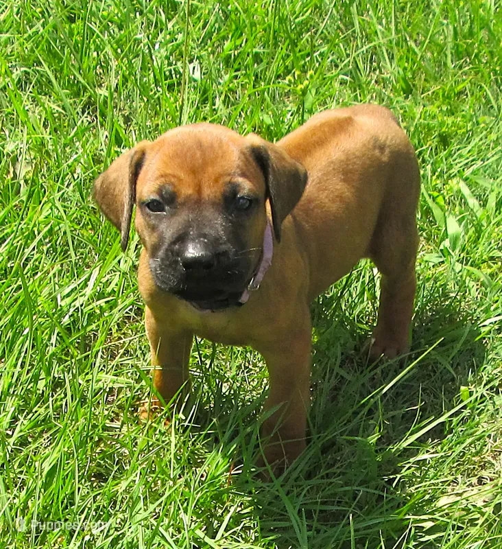 Pink female – Rhodesian Ridgeback puppy for sale in Palestine, TX