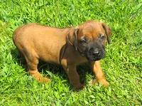 Pink female, a female Rhodesian Ridgeback for sale in Palestine, TX – 3 of 4