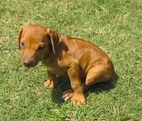 Shasta's #1 male, a male Rhodesian Ridgeback for sale in Palestine, TX – 2 of 4