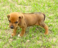 Red male, a male Rhodesian Ridgeback for sale in Palestine, TX – 1 of 4