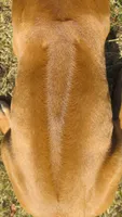 Hershey's #3, a female Rhodesian Ridgeback for sale in Palestine, TX – 4 of 4