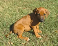 Hershey's #3, a female Rhodesian Ridgeback for sale in Palestine, TX – 3 of 4