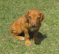 Shasta's #1 male, a male Rhodesian Ridgeback for sale in Palestine, TX – 1 of 4