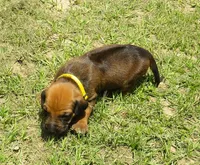 Yellow female, a female Rhodesian Ridgeback for sale in Palestine, TX – 2 of 3
