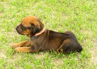 Pink female, a female Rhodesian Ridgeback for sale in Palestine, TX – 2 of 4