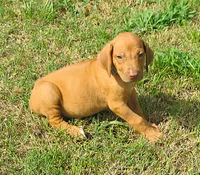 Lt blue female, a female Rhodesian Ridgeback for sale in Palestine, TX – 2 of 4