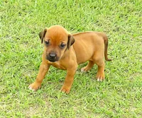 Blue female, a female Rhodesian Ridgeback for sale in Palestine, TX – Photo 2 of 5