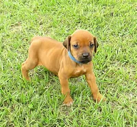 Blue female, a female Rhodesian Ridgeback for sale in Palestine, TX – Photo 4 of 5