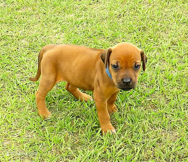 Blue female – Rhodesian Ridgeback puppy for sale in Palestine, TX