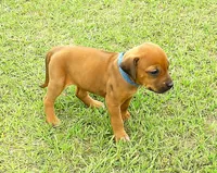 Blue female, a female Rhodesian Ridgeback for sale in Palestine, TX – Photo 3 of 5