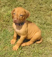 Purple female, a female Rhodesian Ridgeback for sale in Palestine, TX – 2 of 3