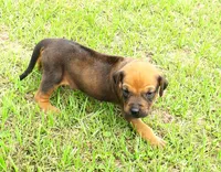 Pink female, a female Rhodesian Ridgeback for sale in Palestine, TX – 1 of 4