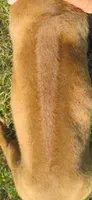 Red female, a female Rhodesian Ridgeback for sale in Palestine, TX – 3 of 3