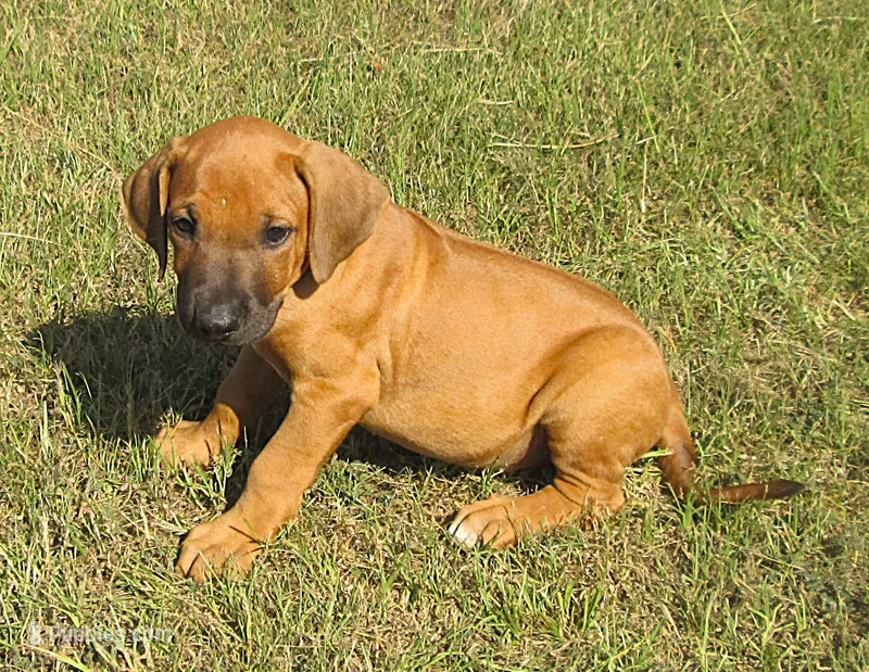 Orange male – Rhodesian Ridgeback puppy for sale in Palestine, TX